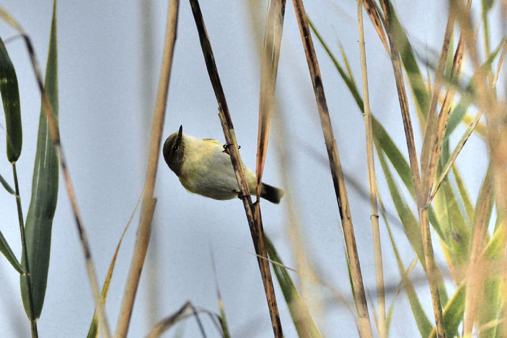 Sylvidae: Lu piccolo
